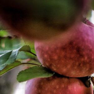 Ympa ett eget äppelträd