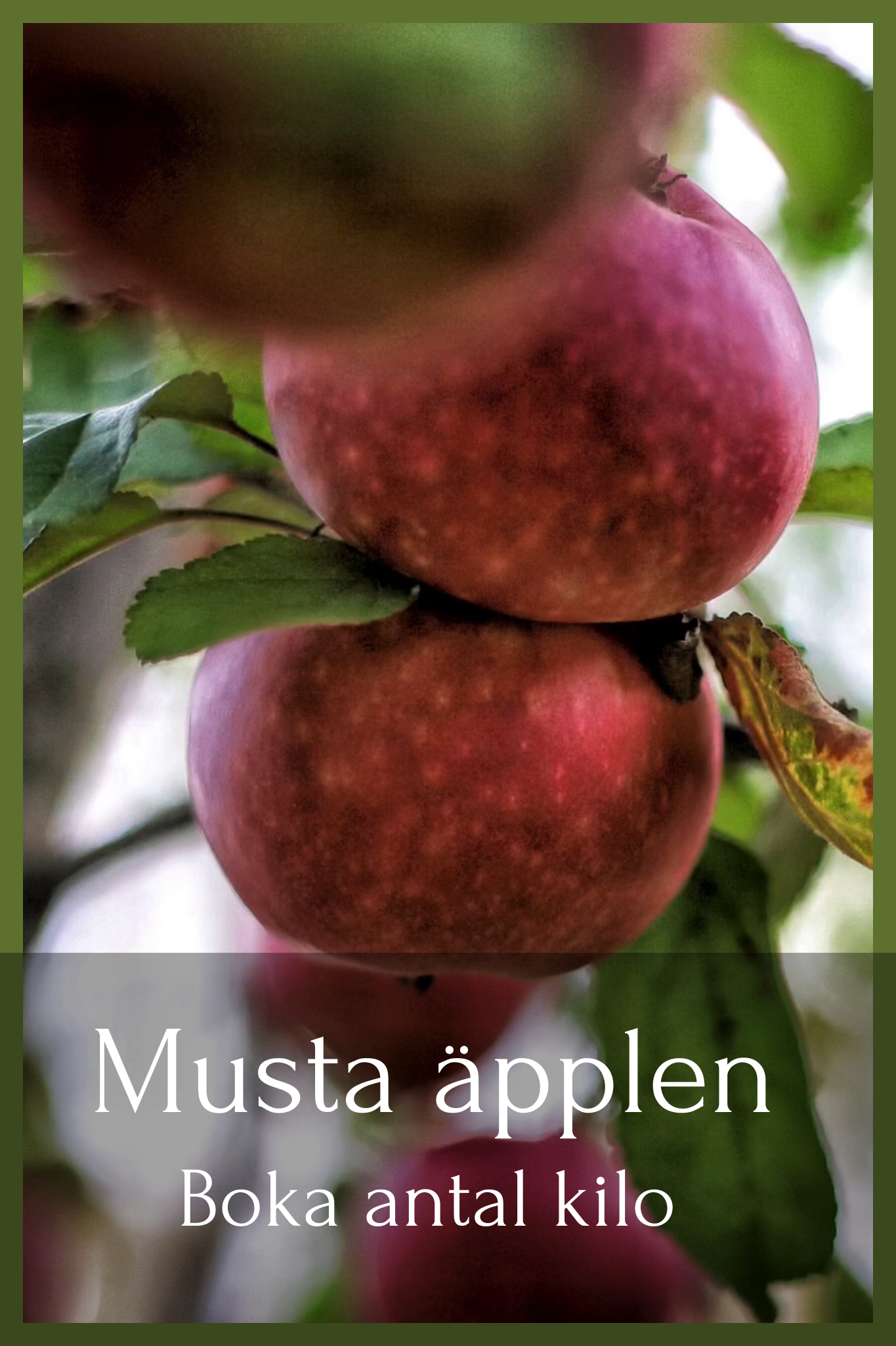 musta äpplen onsdag 28:e oktober