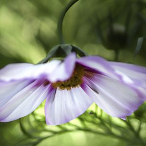 VIP kväll med focus på sommarblommor 28:e maj