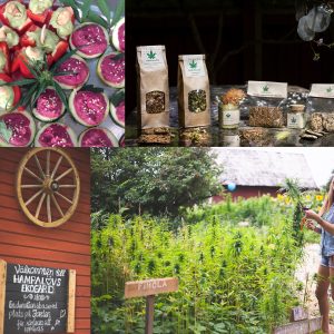 Föreläsning om hampa 10:e september