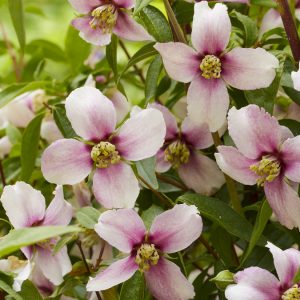 Rosa schersmin Philadelphus ‘Petite Perfume Pink’